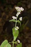 Pink thoroughwort